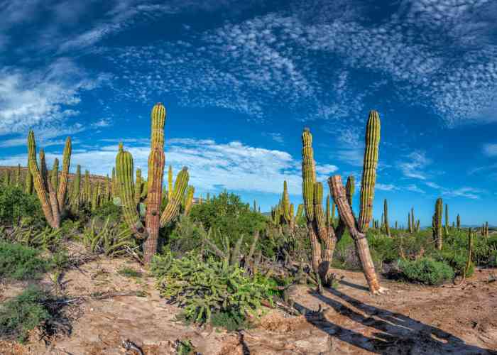 Cactus Sanctuary in Los Cabos