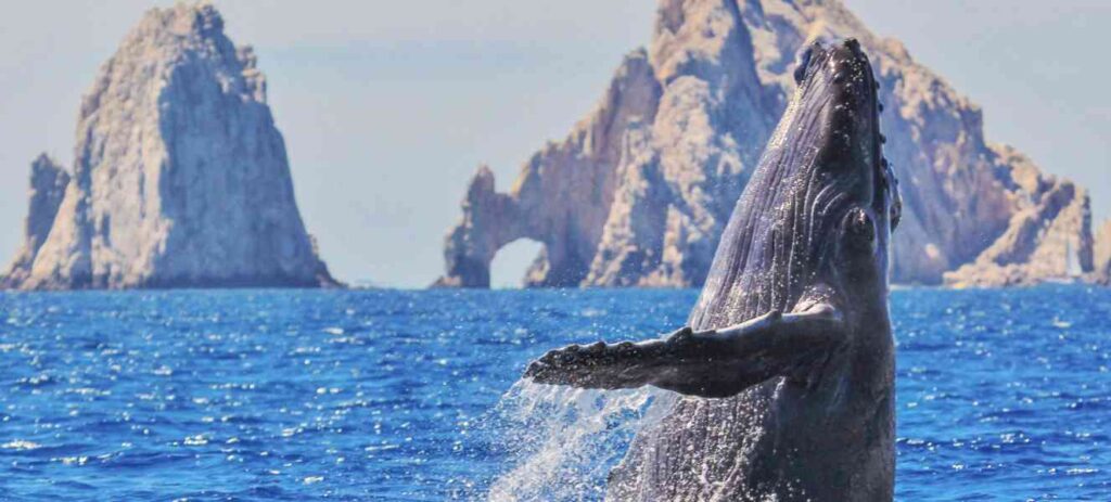 Whale Watching in Los Cabos